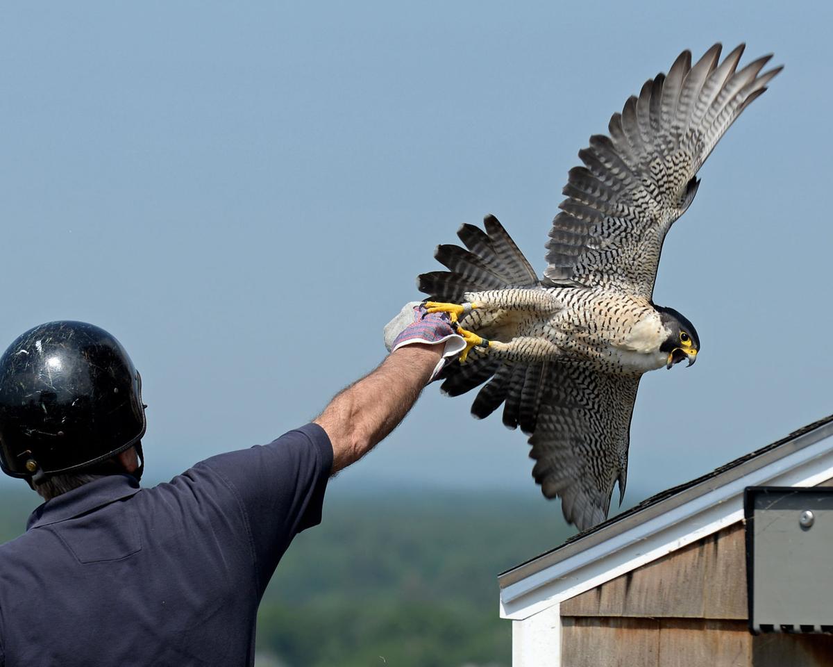170612_ET_RHU_FALCONS_001.JPG FALCONS