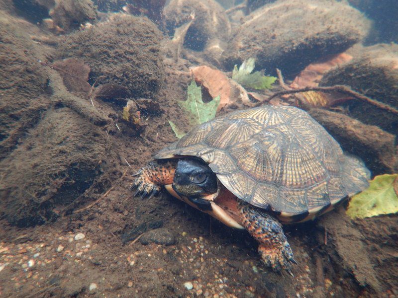 Looking for love New Hampshire