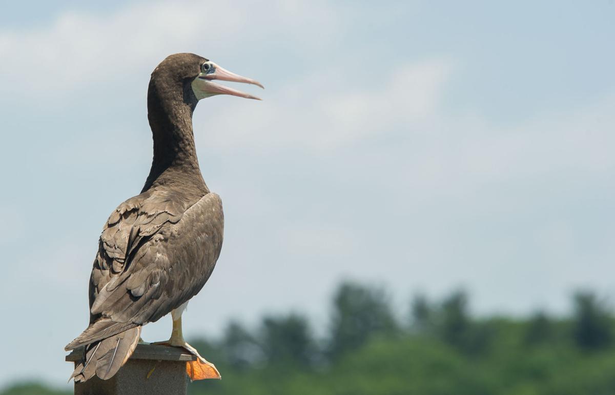 170613_et_asa_bird_01.JPG RAREBIRD