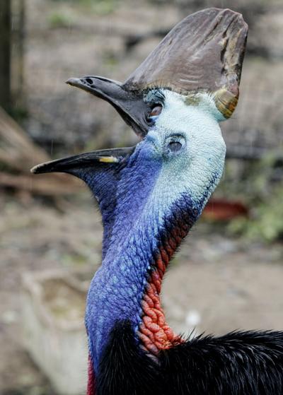 træthed avis Manøvre Bird with hidden “daggerlike” claw kills man; animal can grow to nearly 6  feet tall, weigh 160 pounds | News | eagletribune.com