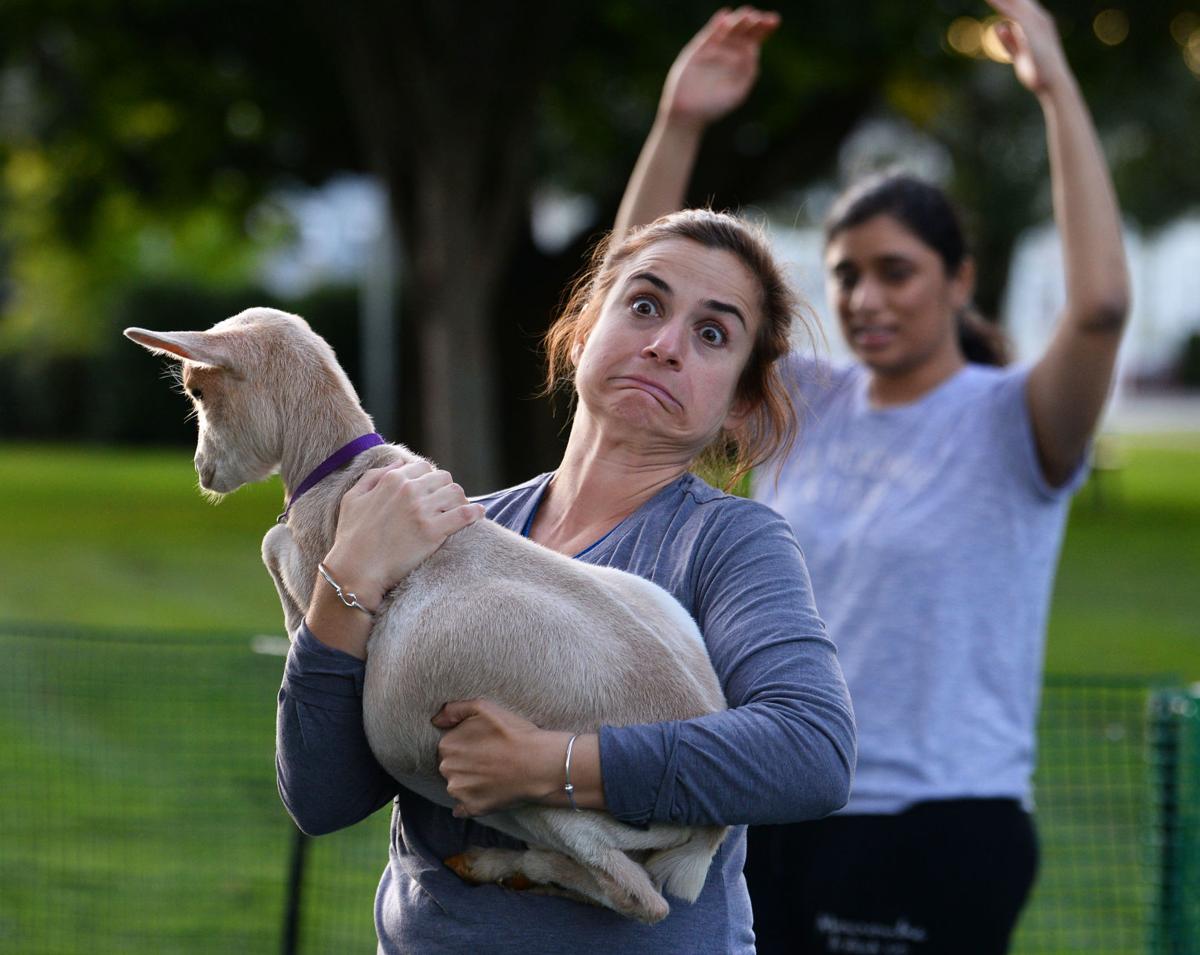 Slideshow Goat Yoga In Andover Gallery Eagletribune Com