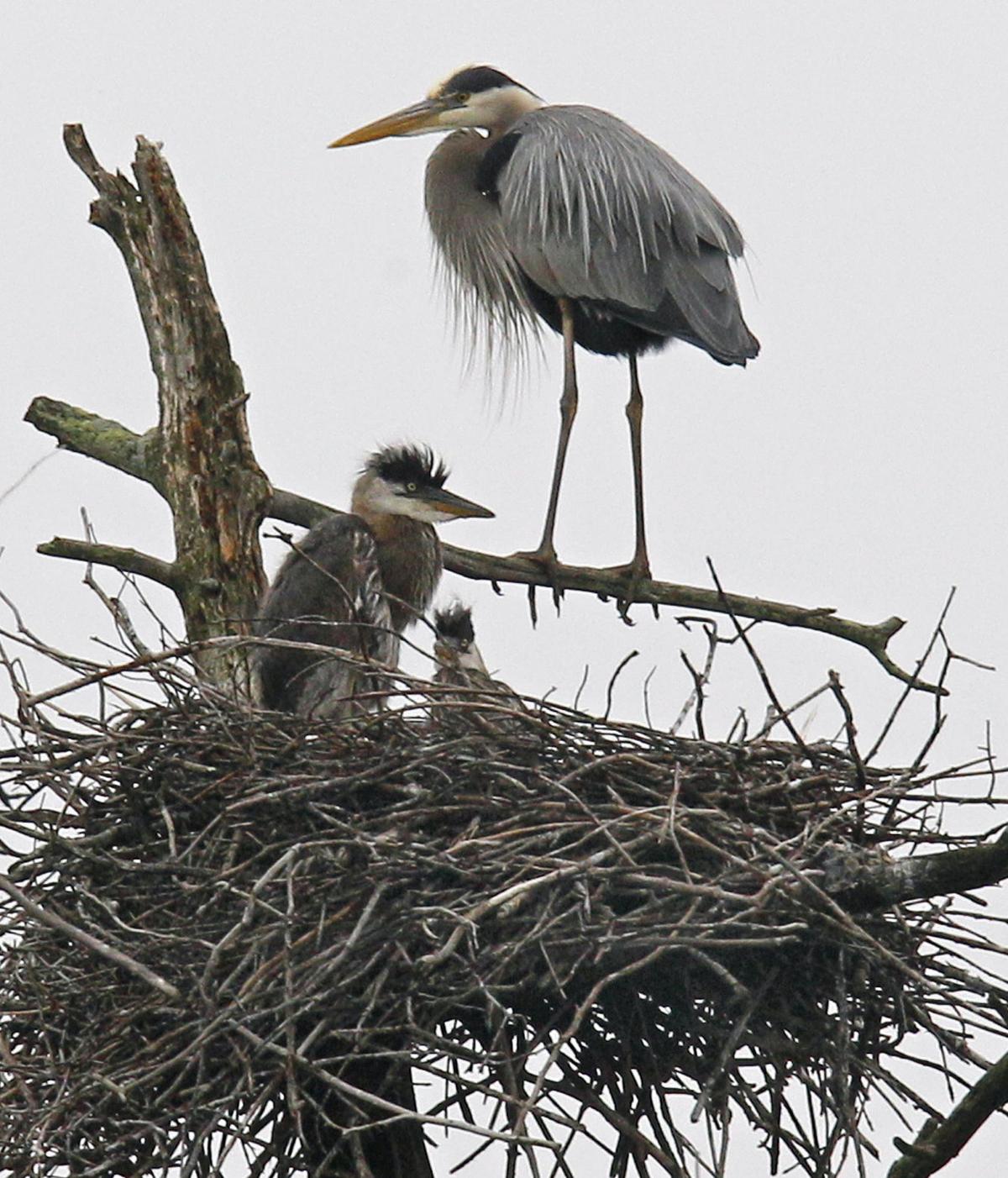 Photo Slideshow Great Blue Heron Rookery News Eagletribune Com