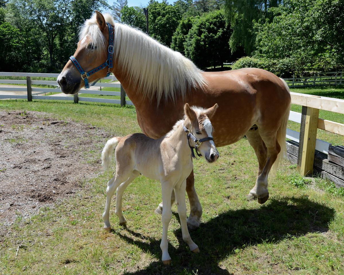 170614_AT_RHU_FOAL_002.JPG FOAL