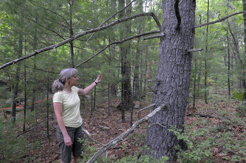 Windham looking to thin out Town Forest New Hampshire