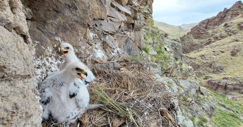 Avangrid-supported Research at Boise State University Yields Promising Treatments to Save Golden Eagles