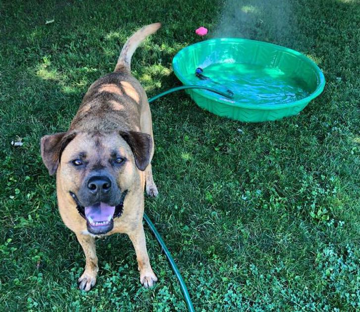 Paw Prints Summer Safety With Pets Lifestyle Eagletribune Com