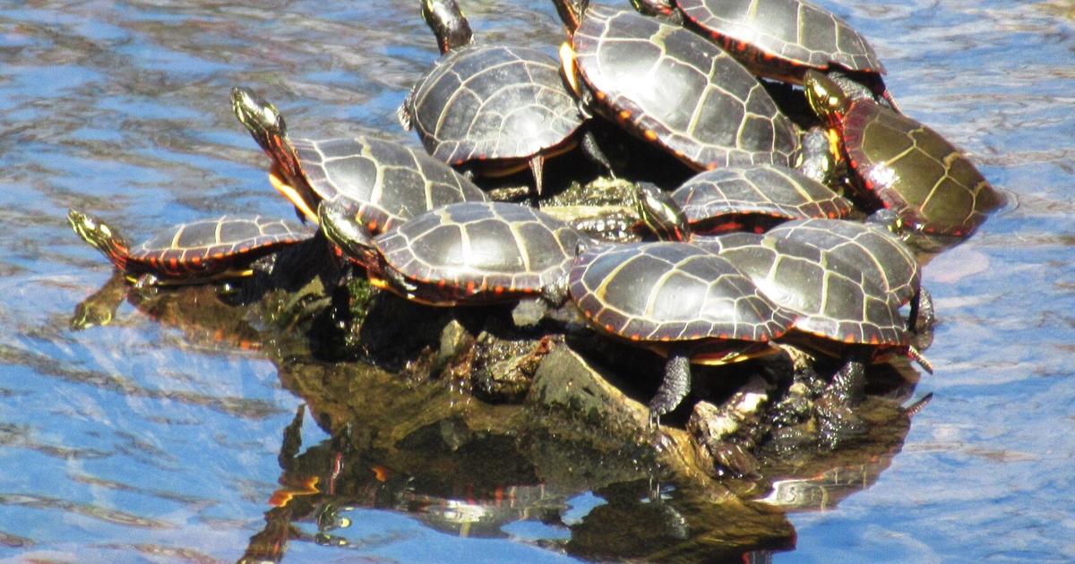 Turtle shells reveal the mystery of nature | Columns | eagletribune.com