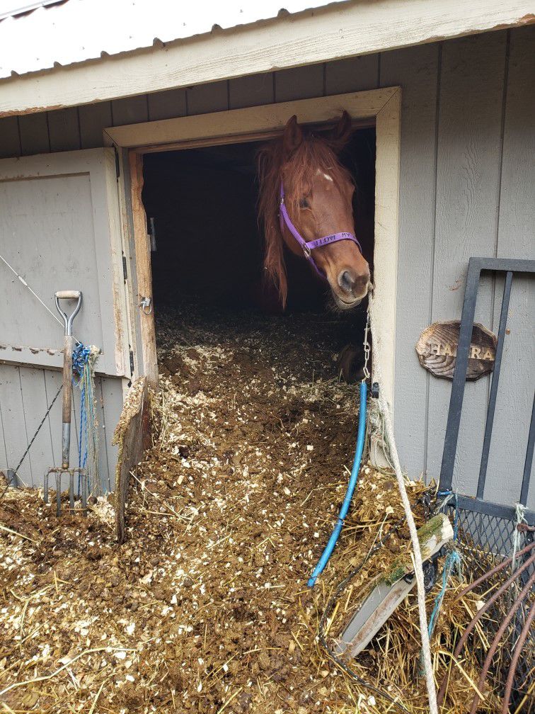 jslides ludlow pony