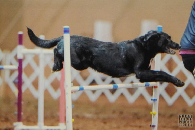 Andover pups prepped for Westminster Kennel Club's agility show