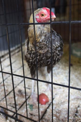 400 Roosters Chickens Rescued From Cockfighting Ring Sent To Mscpa In Methuen Many Will Be 