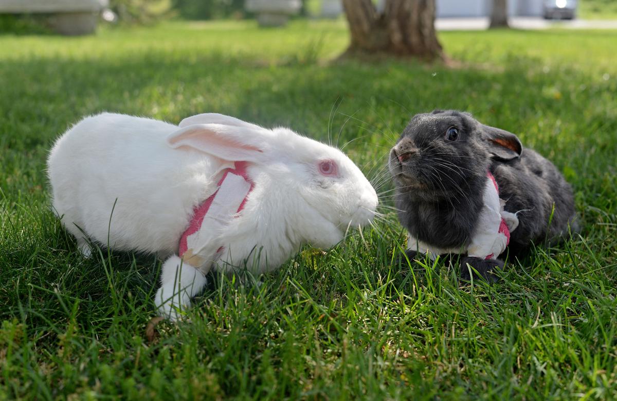 170619_ET_RHU_BUNNIES_001.JPG BUNNIES