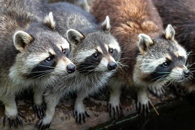 Bird's-eye view: Raccoons are more than nighttime prowlers | Lifestyle |  
