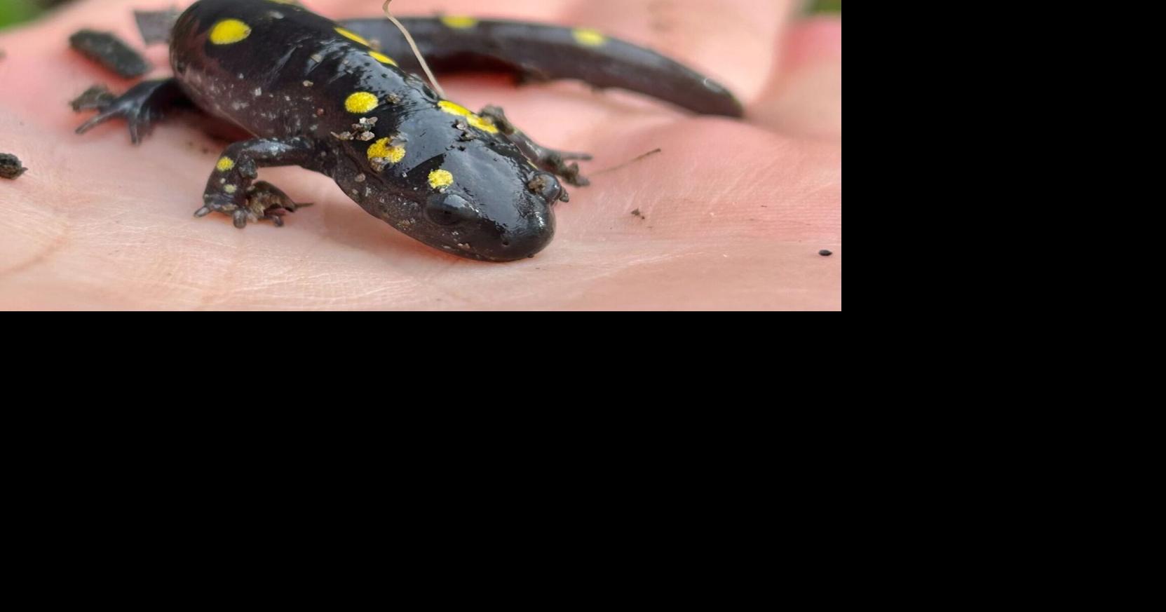 Tunnel crossings will save wildlife on the move