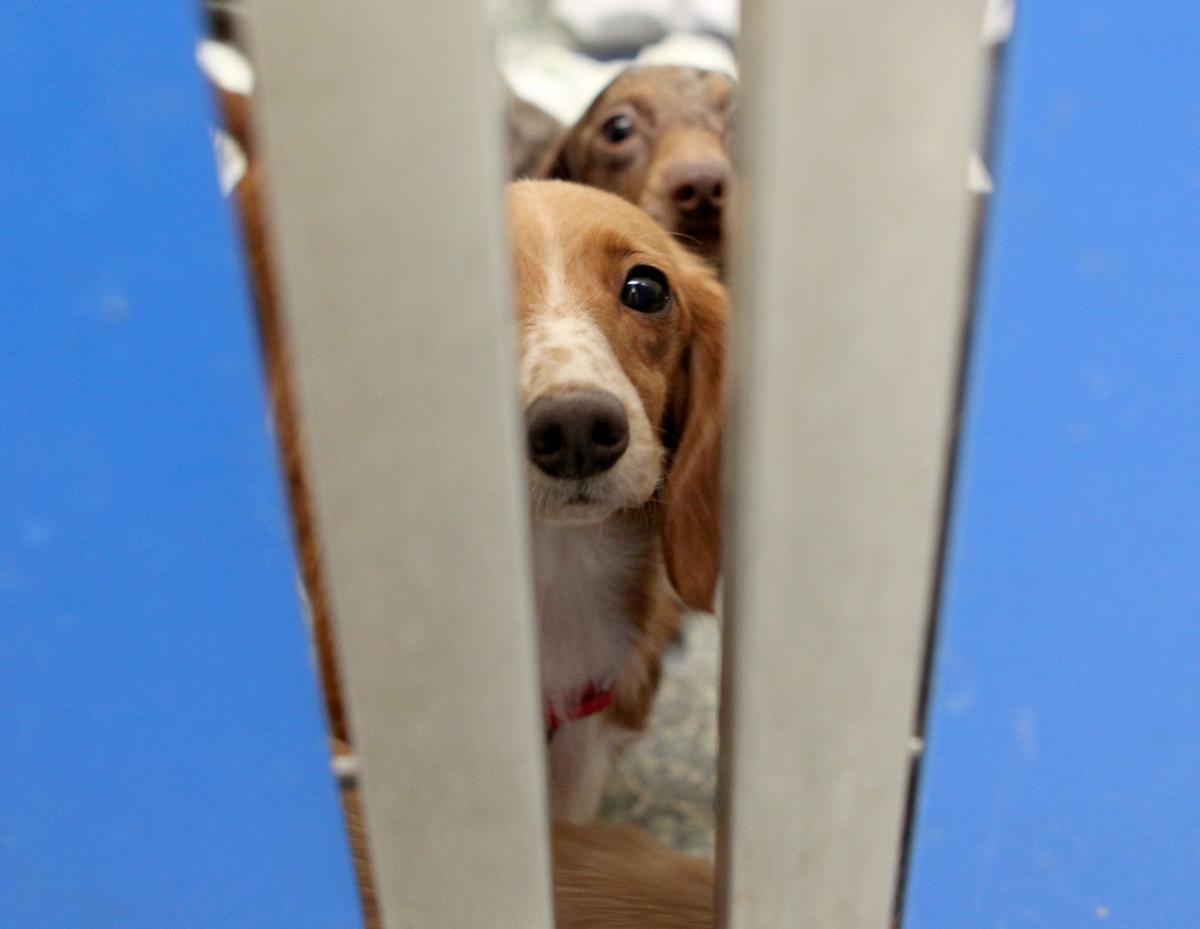 Slideshow The Dachshunds at Nevins