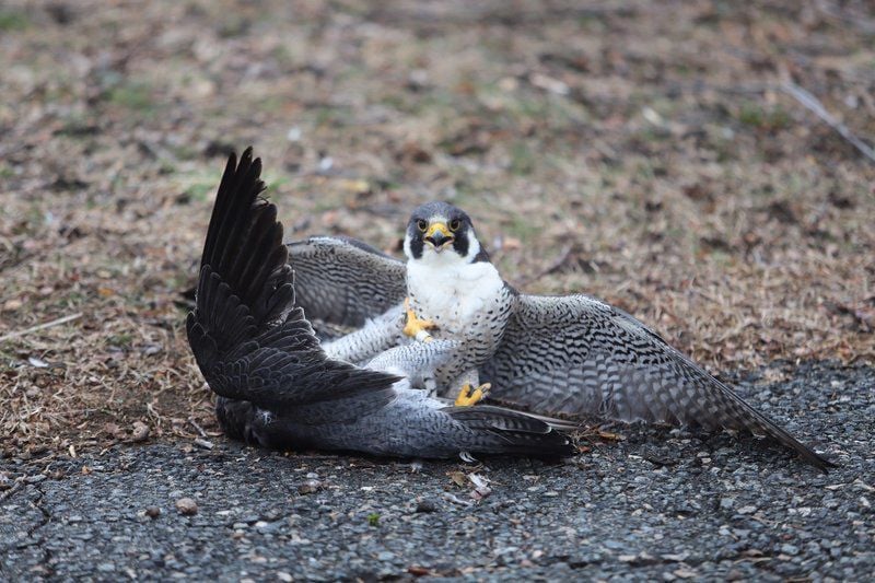 A Falcon Soars Above Lawrence For 16 Years Then Falls To A