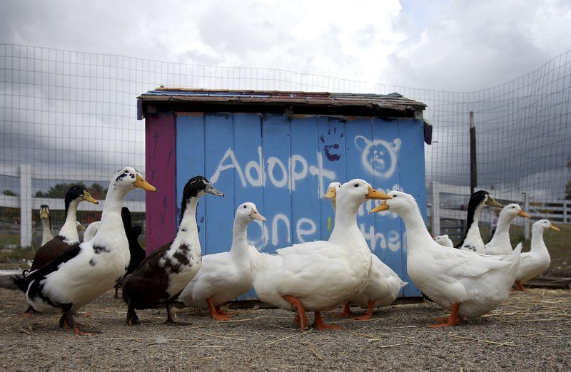 Getting ducks all in a row News eagletribune