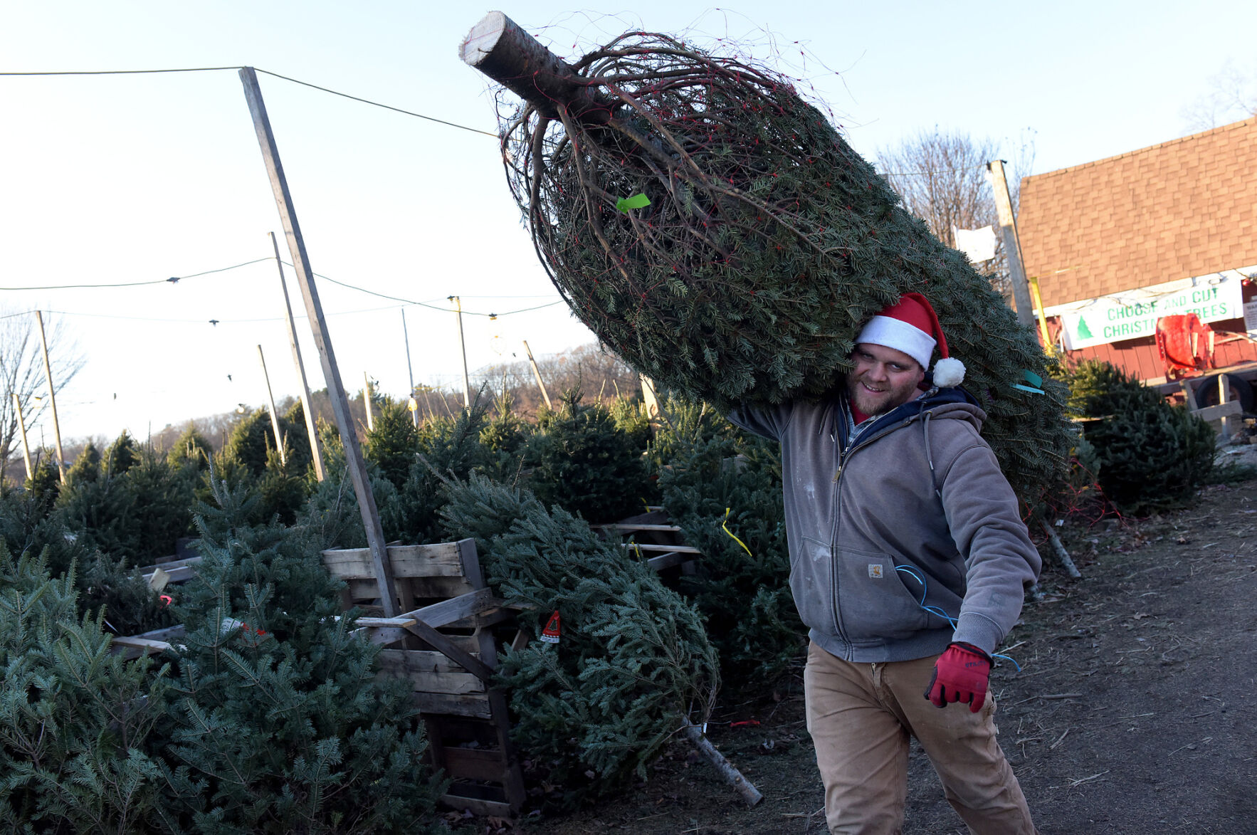 Costing more to make merry Christmas trees at a premium this