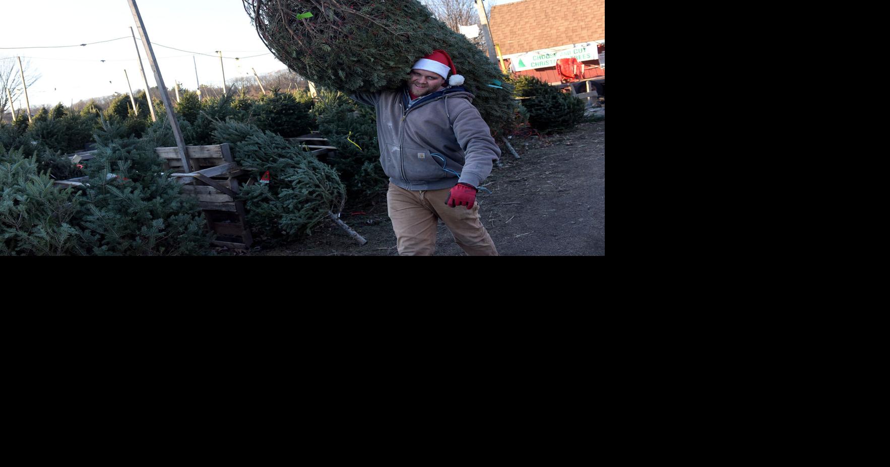 Costing more to make merry Christmas trees at a premium this season