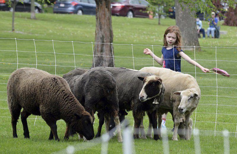 Sheep Shearing Festival will be baaaack May 19 on North Andover Common