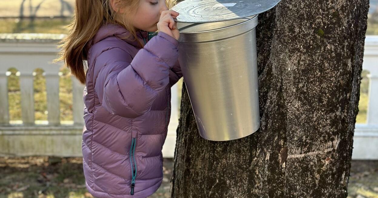 Running with the season: Maple sugaring was like riding a rollercoaster - Vimarsana News