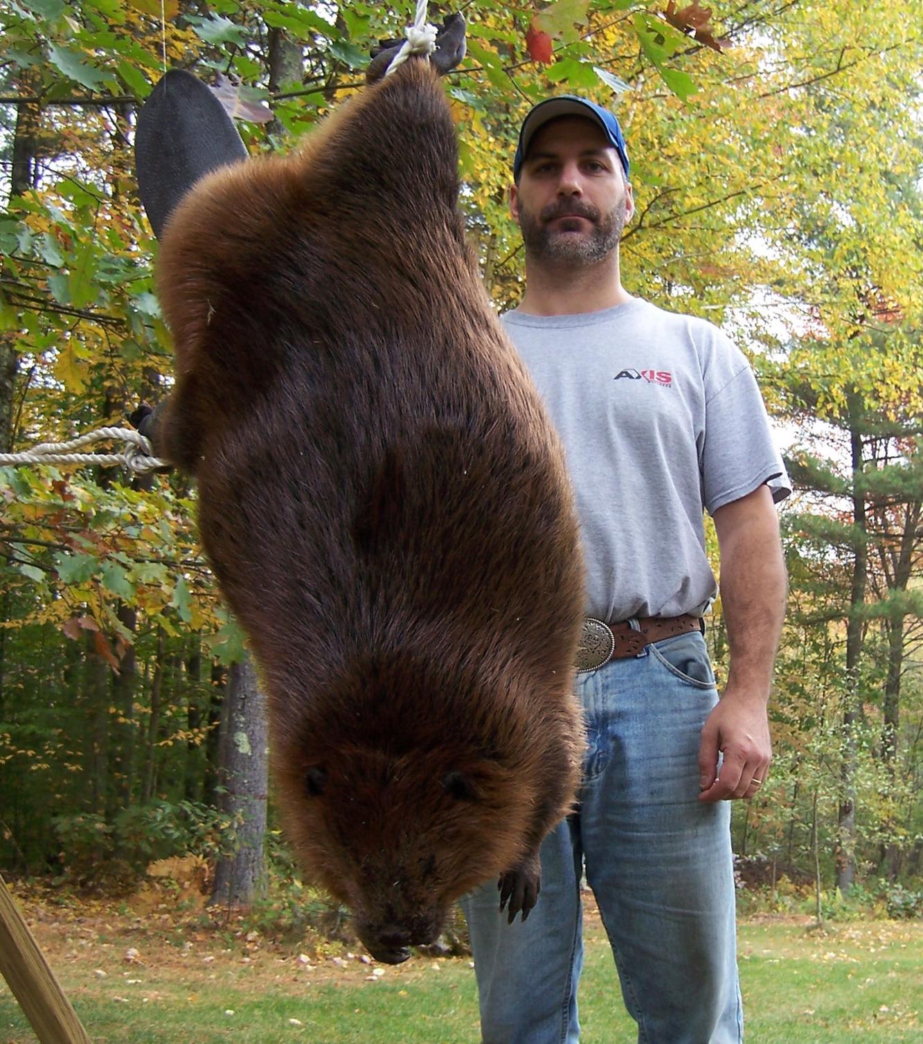 Beaver trapper catches two whoppers Local News eagletribune com