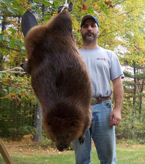 Beaver trapper catches two whoppers | Local News | eagletribune.com