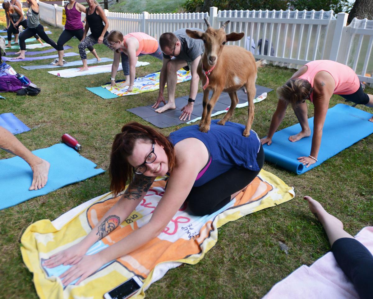Goat Yoga At Great Rock Farm Gallery Eagletribune Com