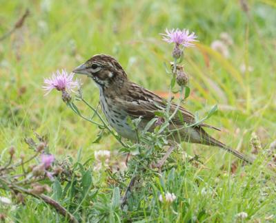 Lark sparrow