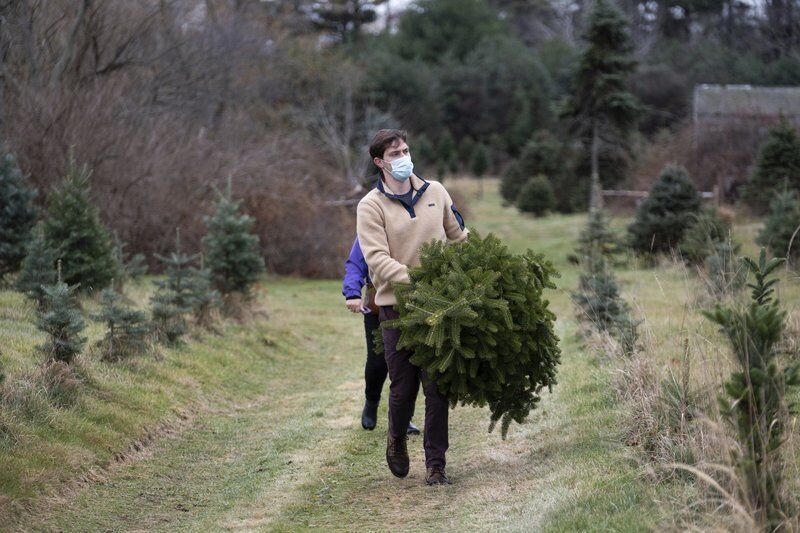 Early season for Christmas trees Merrimack Valley
