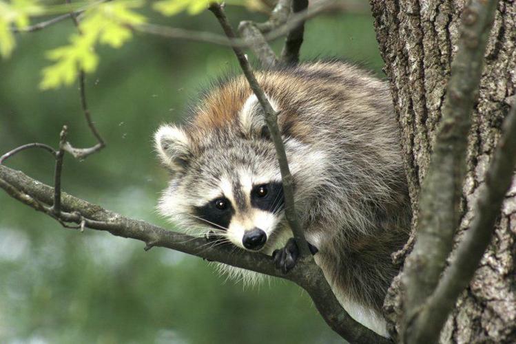 Raccoons