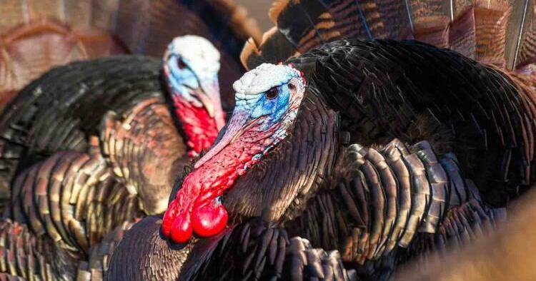 Turkey hunting season about to get under way - Vimarsana News