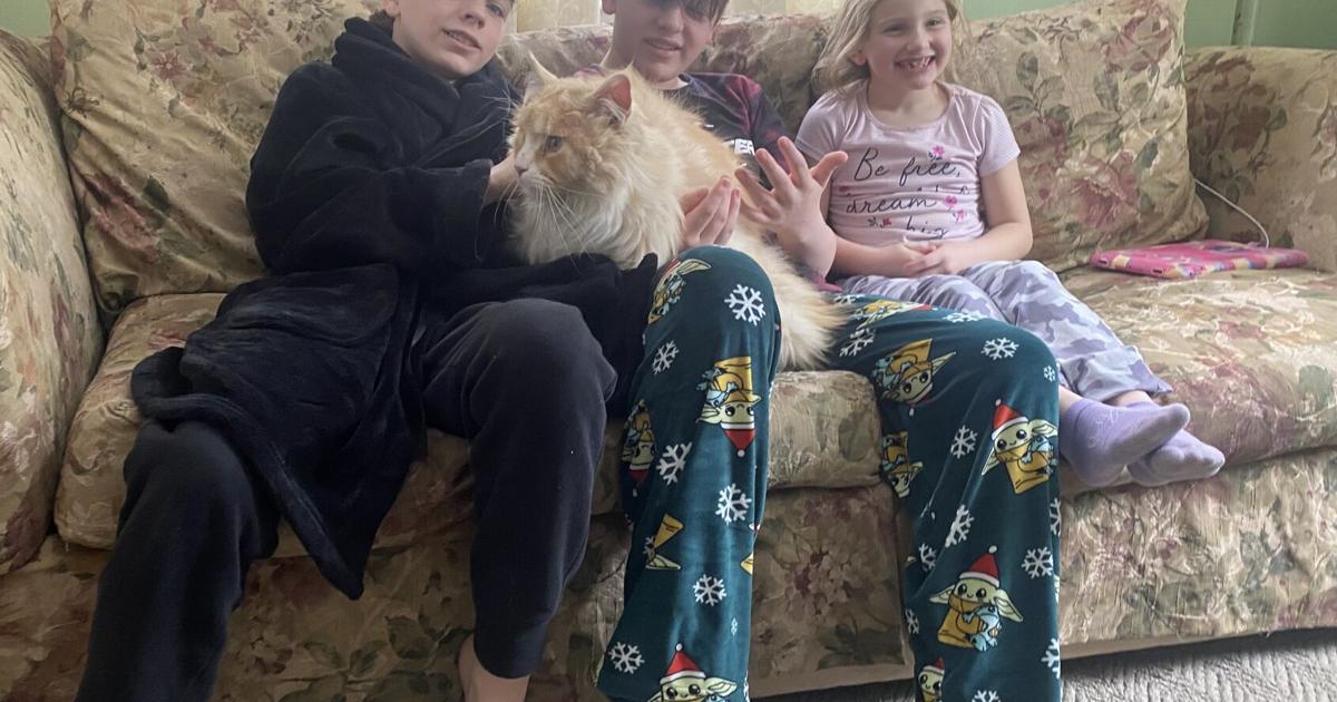 Pelham family reunited with therapy cat missing for 6 months | New Hampshire