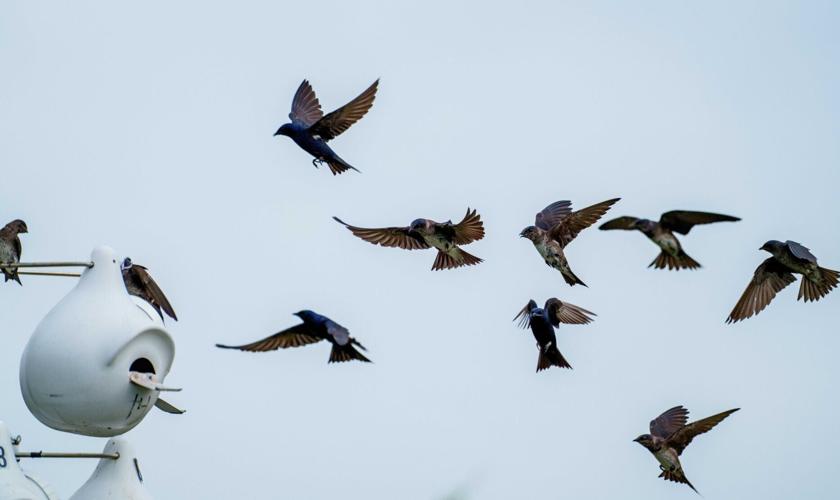 Purple martins return to their colony
