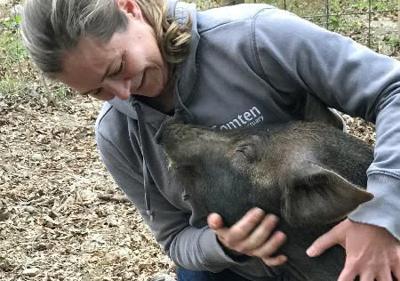 . animal sanctuary, farm try to save popular petting zoo pig name Grover  from slaughterhouse | News 