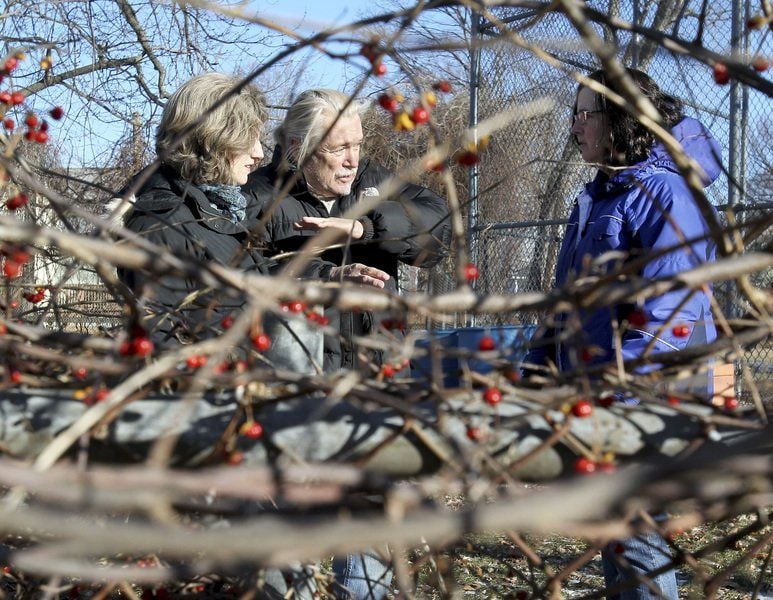 Goats To Eat Away Poison Ivy At Park Haverhill Eagletribune Com   54beefcc669fa.image 