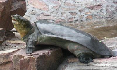Death of rare turtle leaves 3 remaining in the world | News |  eagletribune.com