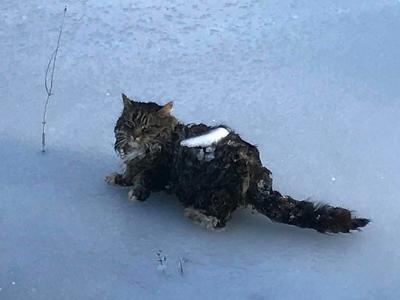Cat Found Frozen In Ice On Pond Euthanized New Hampshire