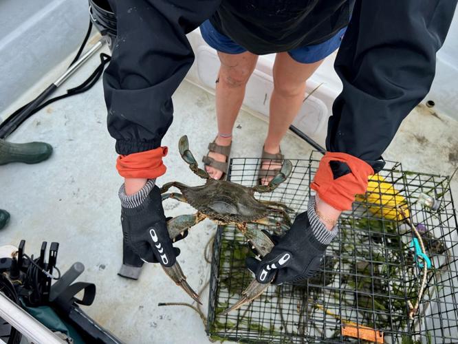 A researcher holds a blue crab