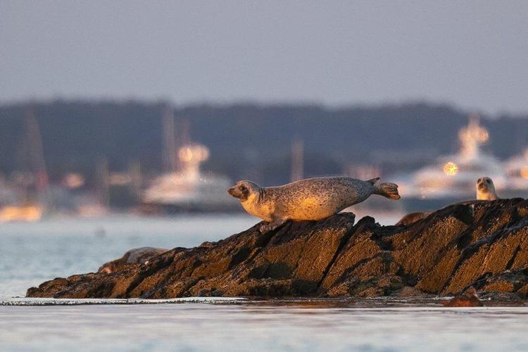 More Seals Means Learning To Live With Sharks In New England