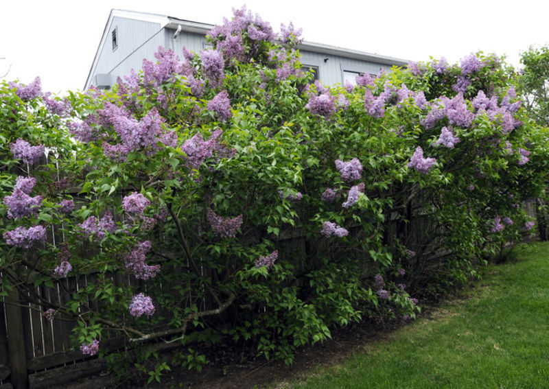 Lilacs start to blossom in New Hampshire Local News