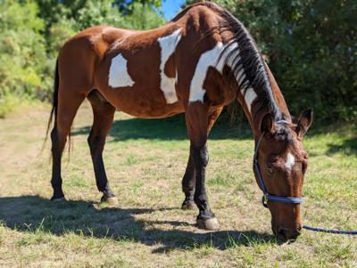 American Paint horse in need of forever home | Merrimack ...