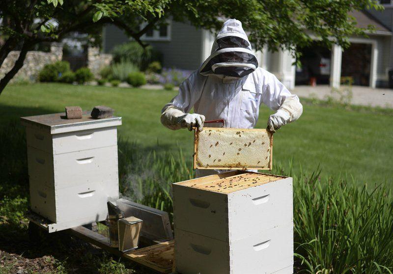 Backyard Beekeeping Grows In Popularity With Little Oversight