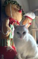 Send in your best holiday pet photos