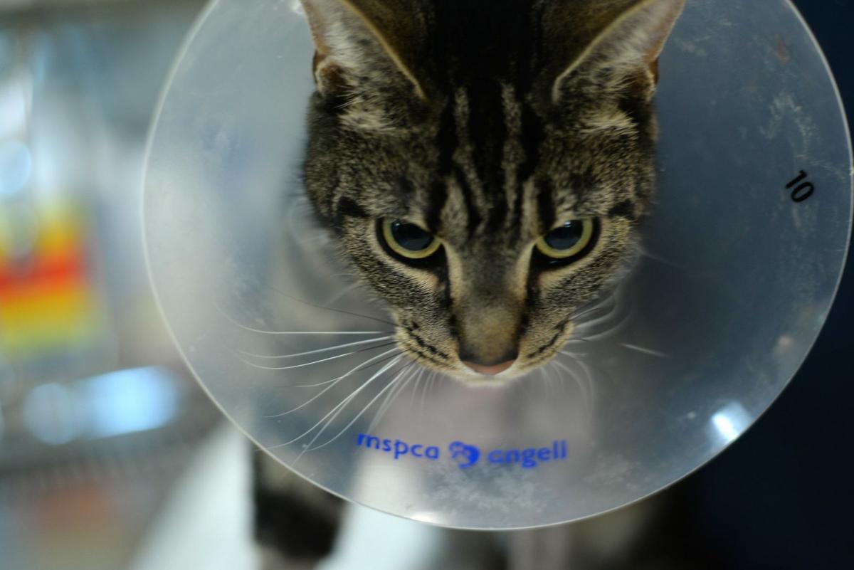 Cat Struck By Car Needs A Home For The Holidays News