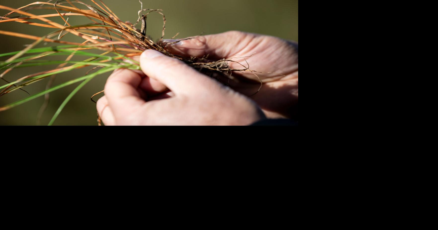 Syngenta Unveils VIRESTINA™ Technology, a Global Breakthrough in Controlling Grass Weeds