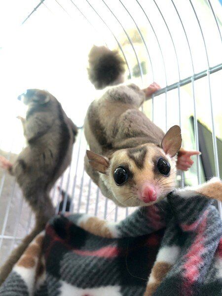 available sugar gliders