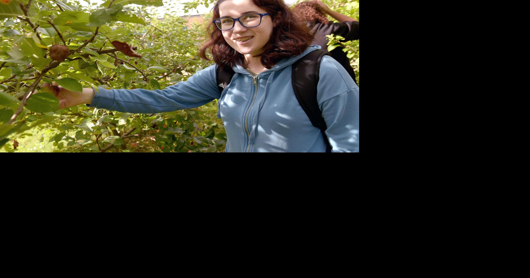 Picking apples in Ms Nancys Orchard