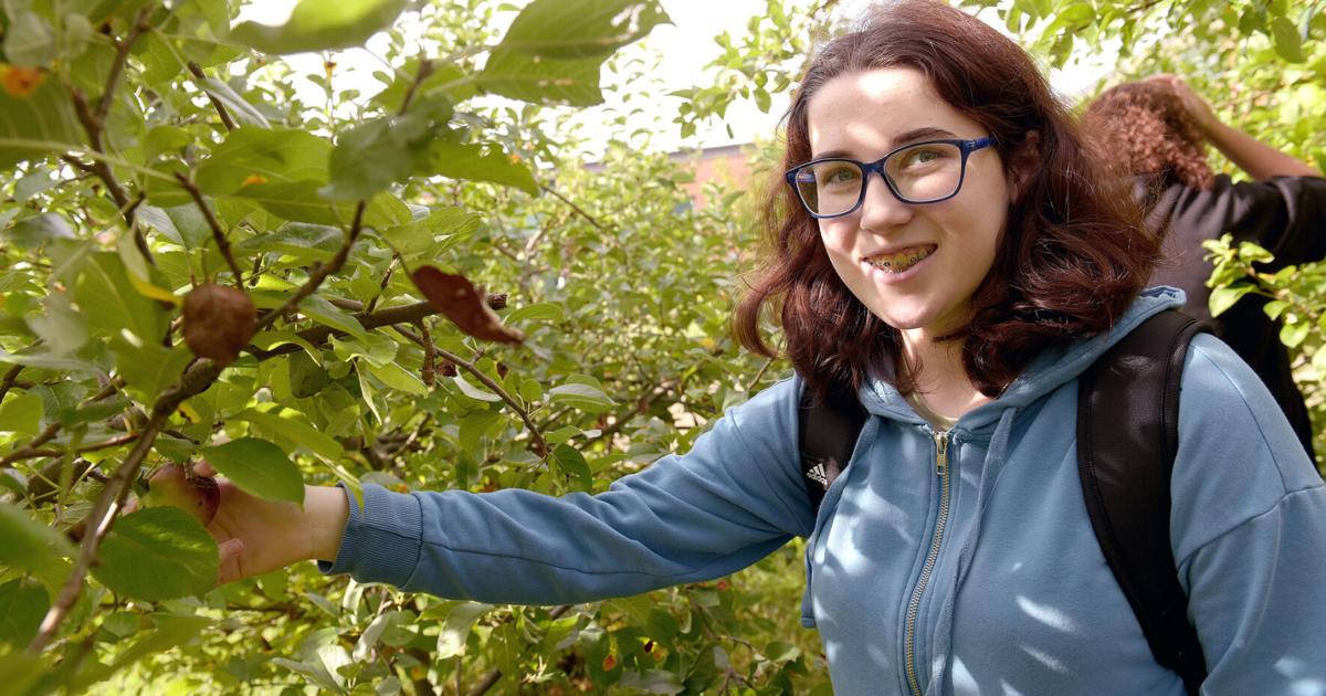 Picking apples in Ms Nancys Orchard Picking apples in Ms Nancys Orchard