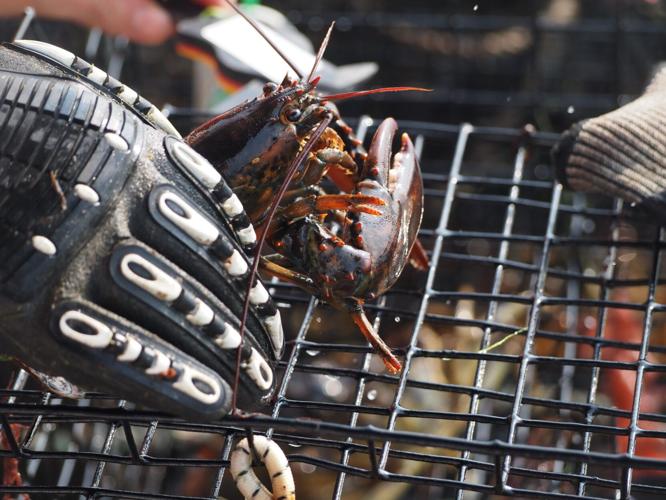 A lobster waits to be thrown back into the waters of Little Bay