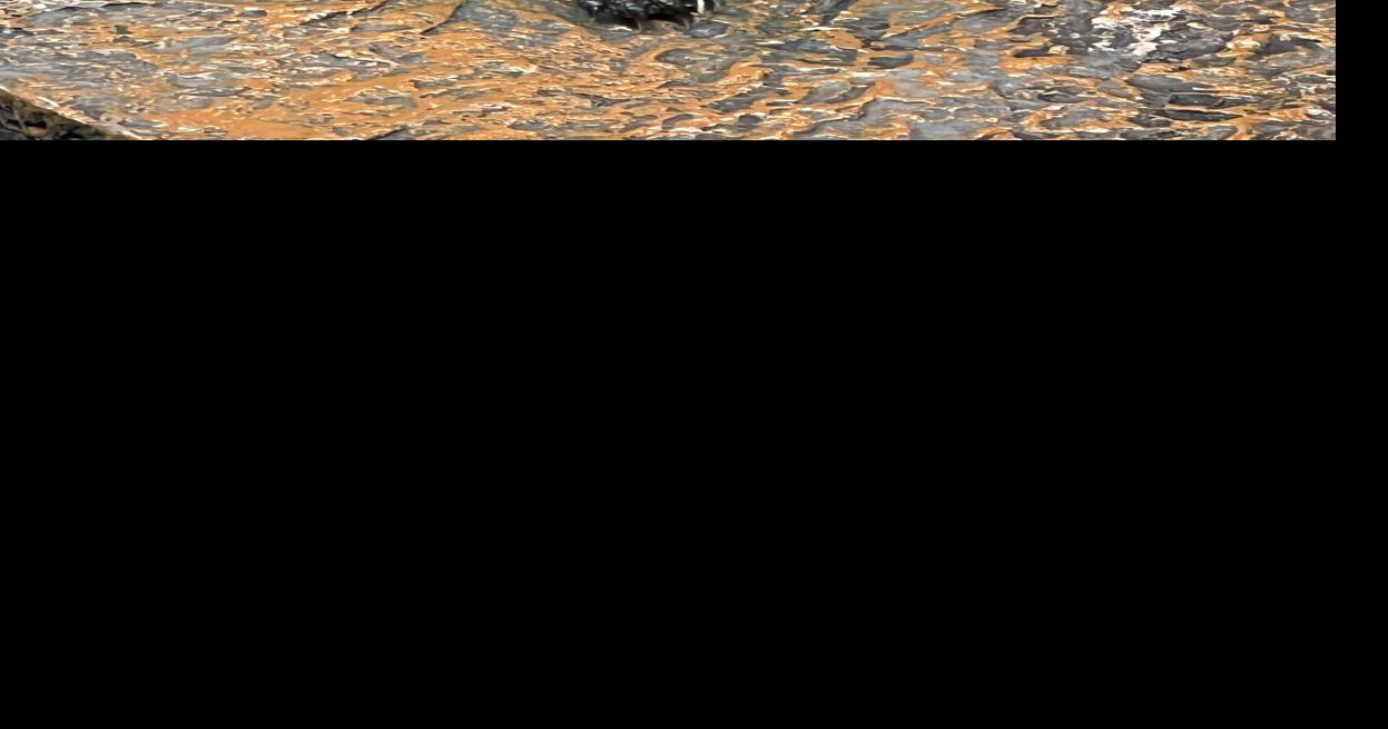 Beware of endangered turtles crossing the road | New Hampshire ...